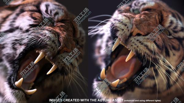 images/goods_img/20210312/3D Bengal Tiger RIG XGEN model/2.jpg